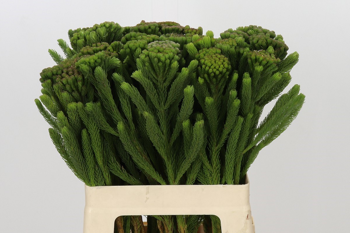 Brunia Albiflora Bunch 60cm