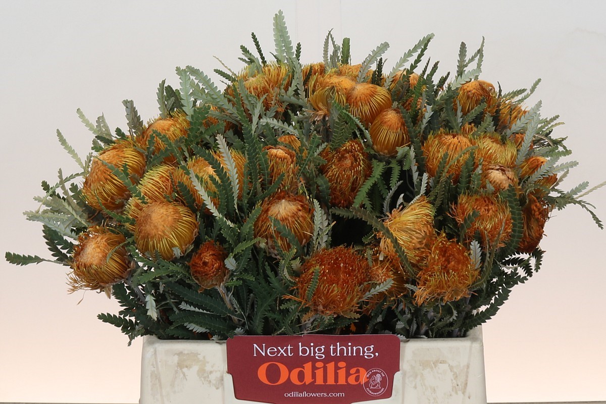 Dryandra Formosa 40cm