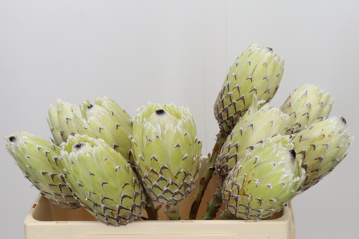 Protea Barbigera Ice Queen 50cm