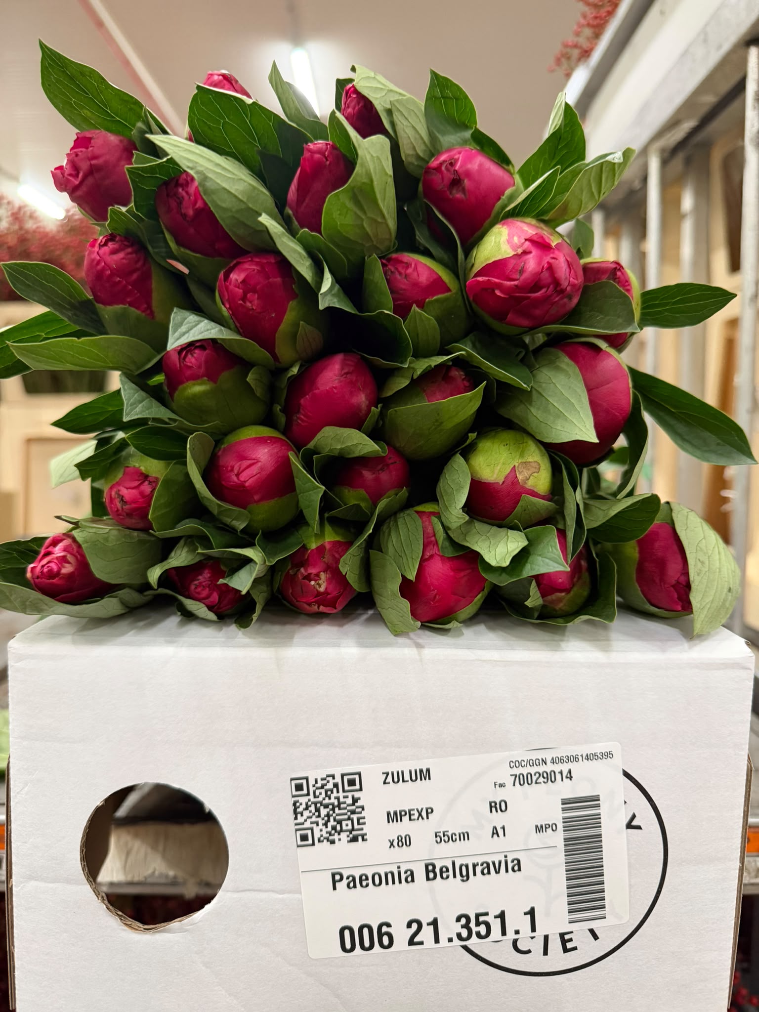 Paeonia Mary Jo Legare 45cm