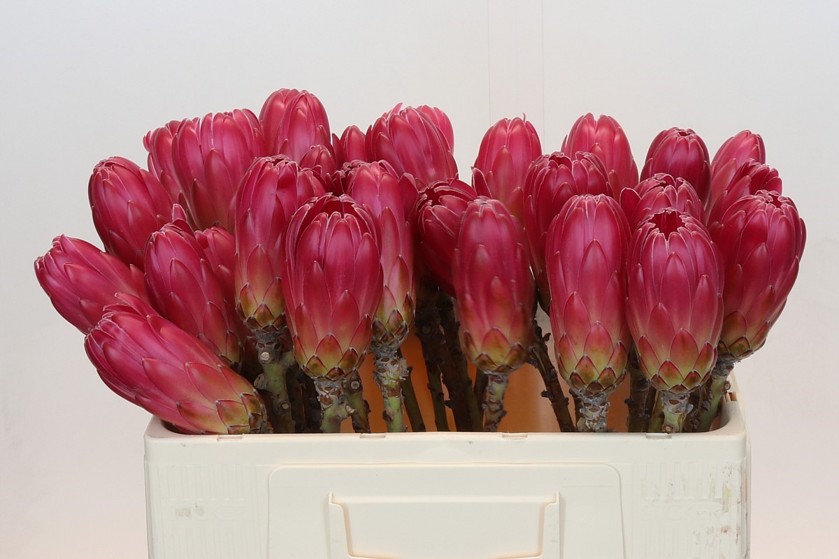 Protea Brenda 50cm