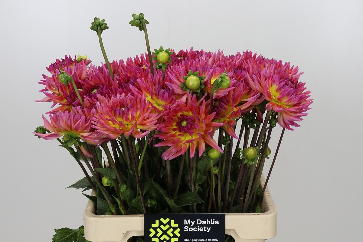 Dahlia Karma Sangria 60cm