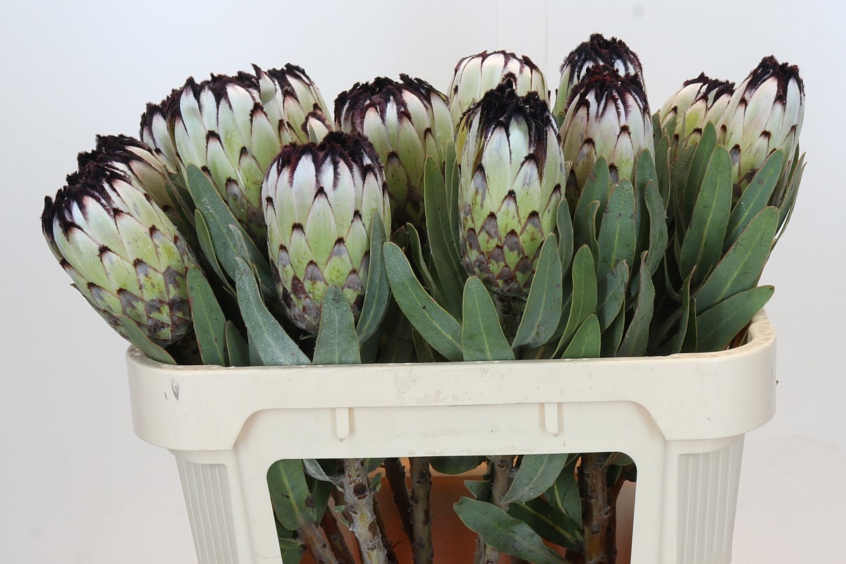 Protea Barb Niobe 70cm