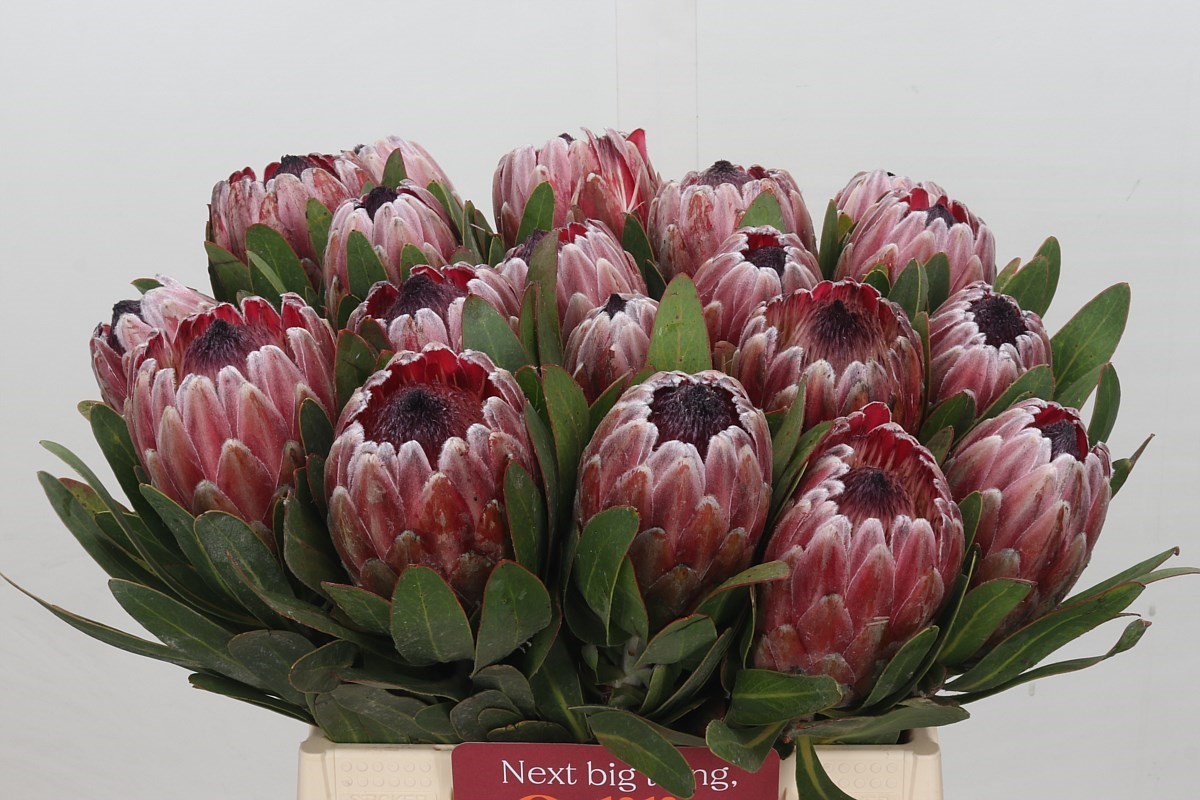 Protea Pink Ice 40cm