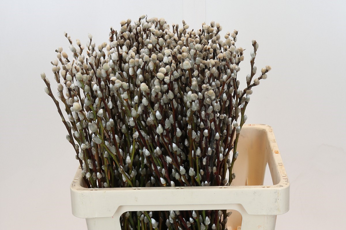 Salix Ca Snow Flake 60cm
