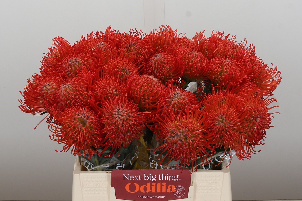 Leucospermum Succession 35cm