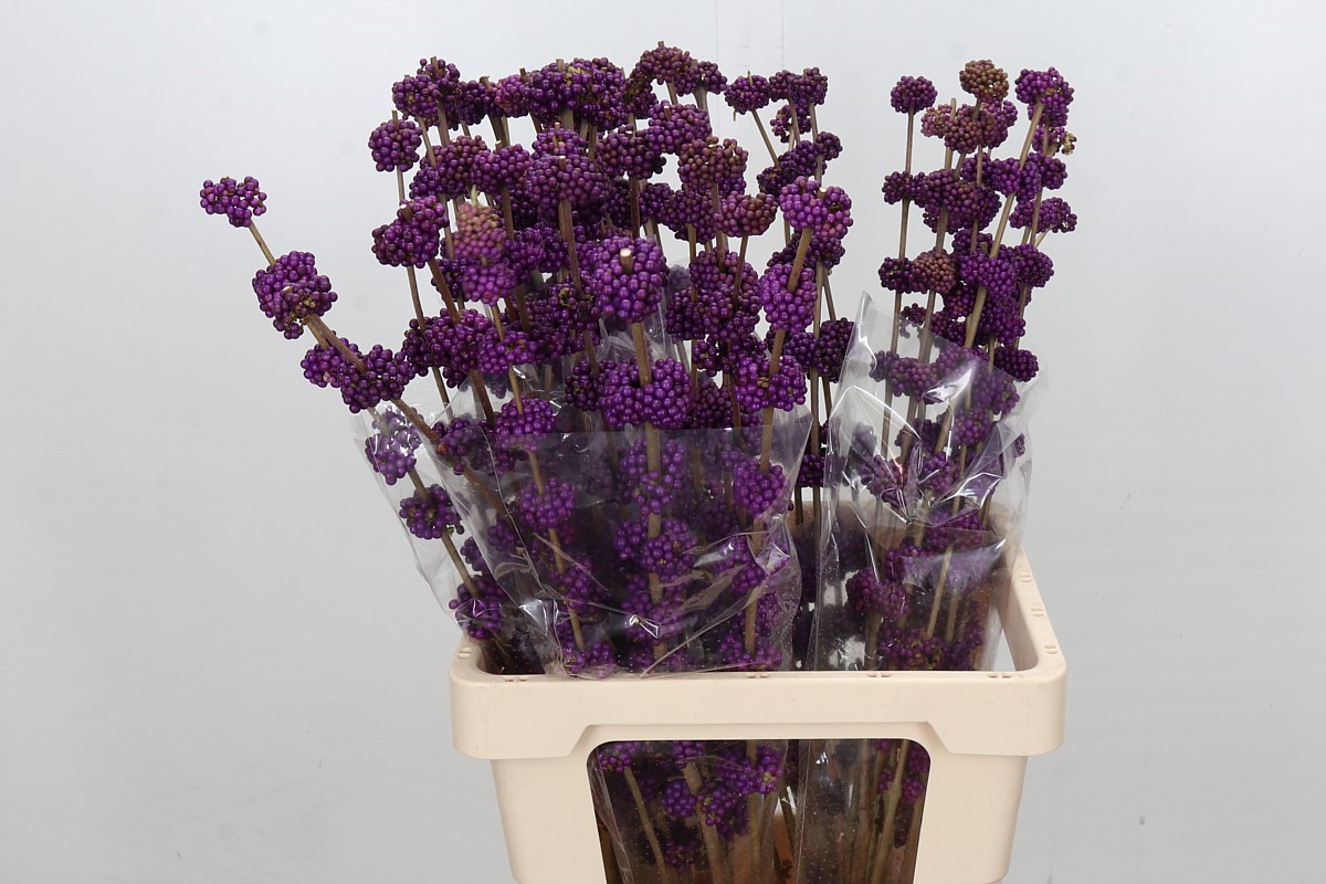 Callicarpa B.giraldi(nl) 70cm