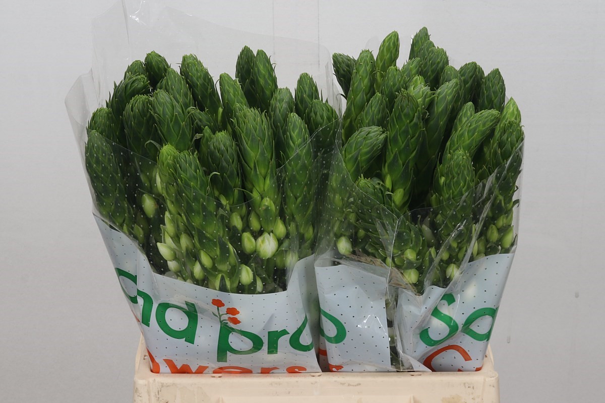 Ornithogalum Milky Way 40cm