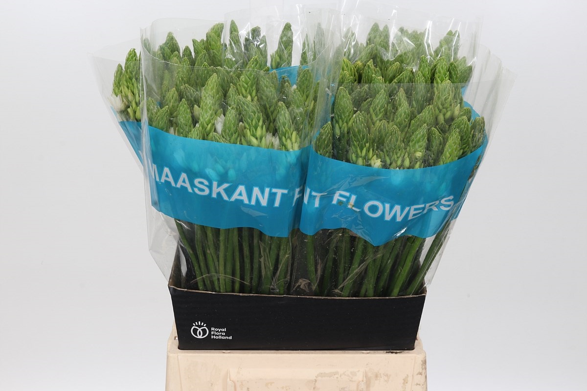 Ornithogalum T Mount Fuji 50cm