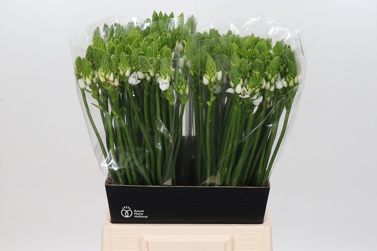 Ornithogalum Thyrsoides 50cm