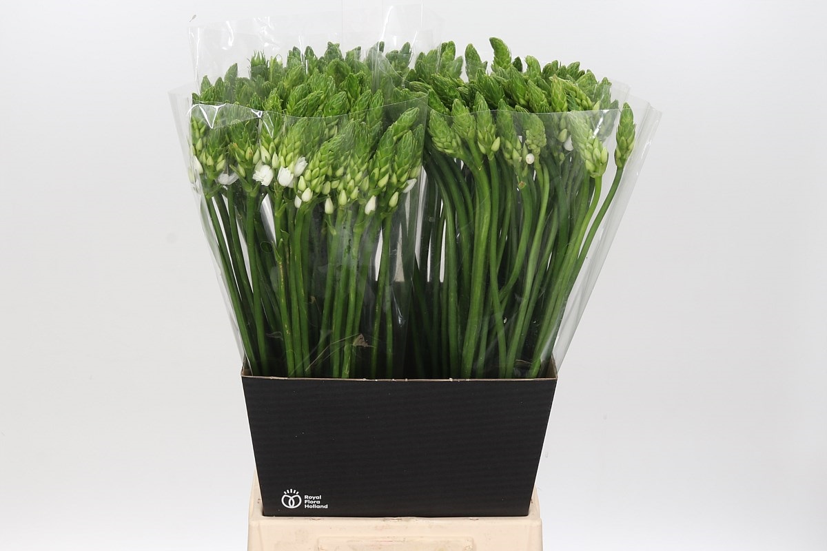 Ornithogalum Thyrsoides 60cm