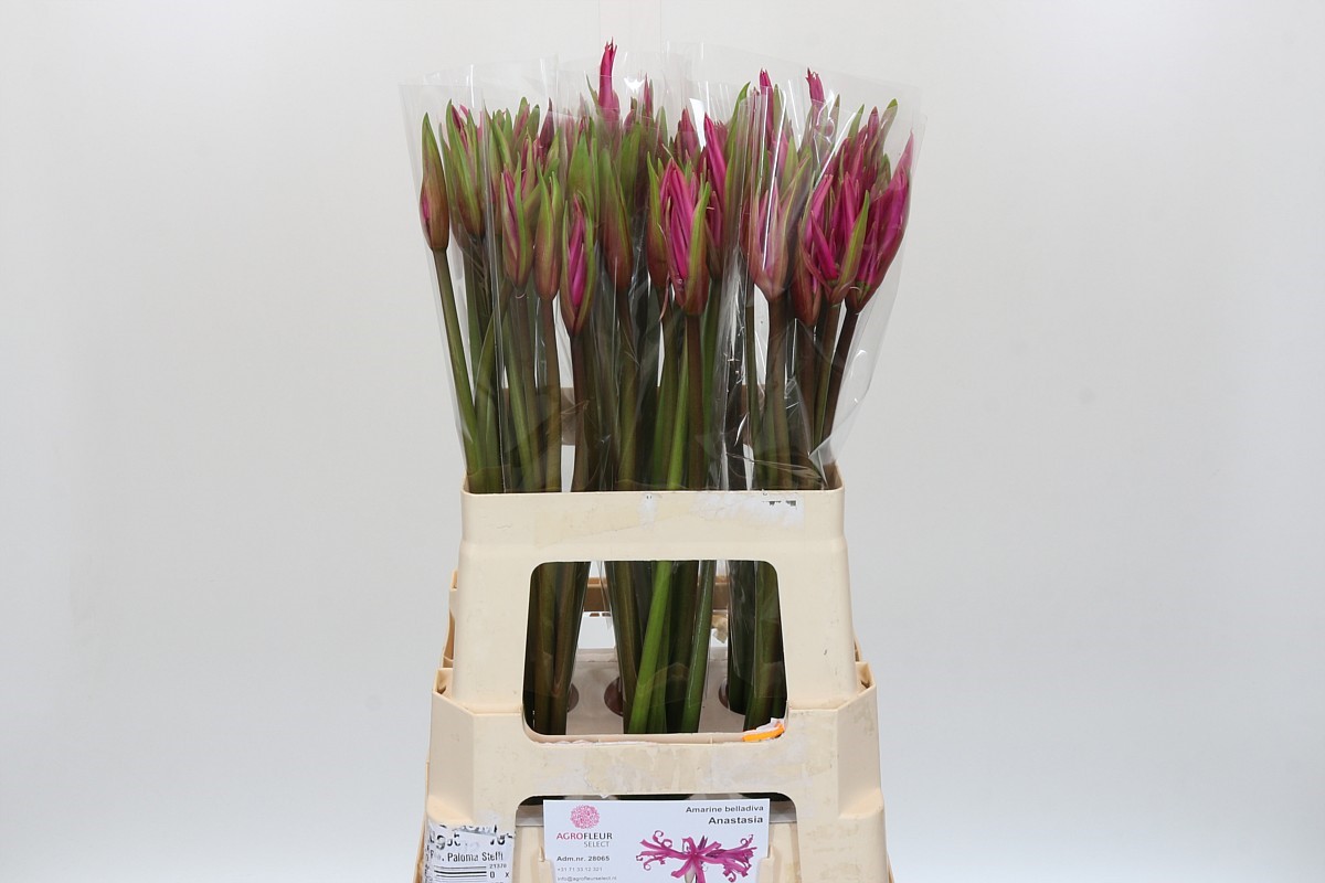 Nerine Amarine Dark Pink 60cm