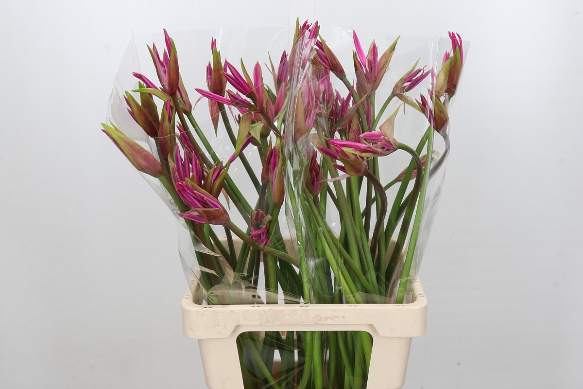 Nerine Amarine Dark Pink 70cm