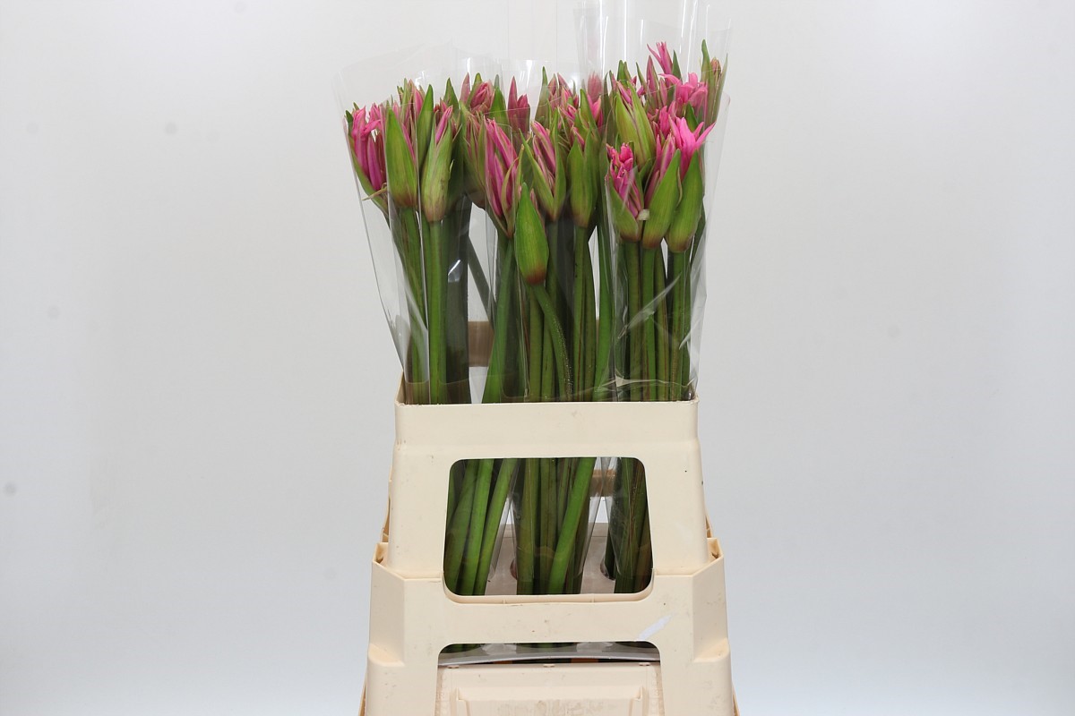 Nerine Amarine Light Pink 60cm