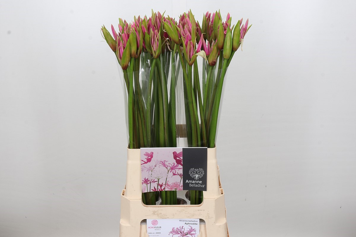 Nerine Amarine Light Pink 70cm