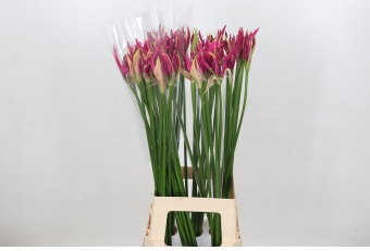 Ne Bo Alexandra 80cm