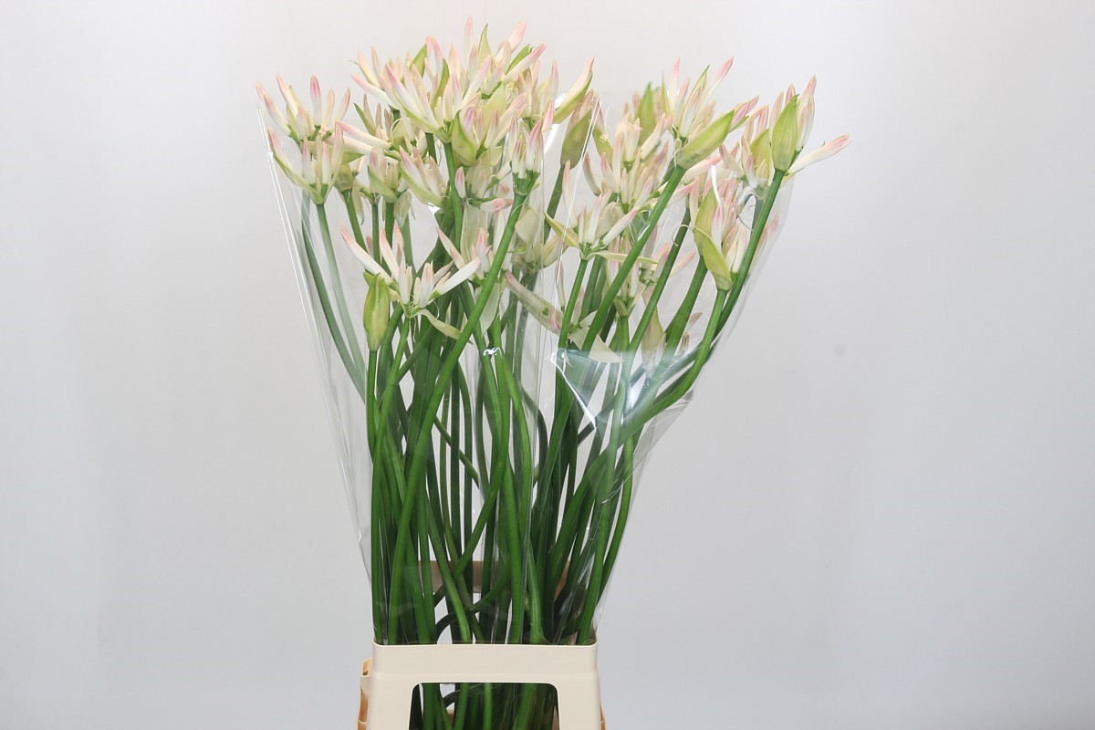 Nerine Bico Bionce 80cm