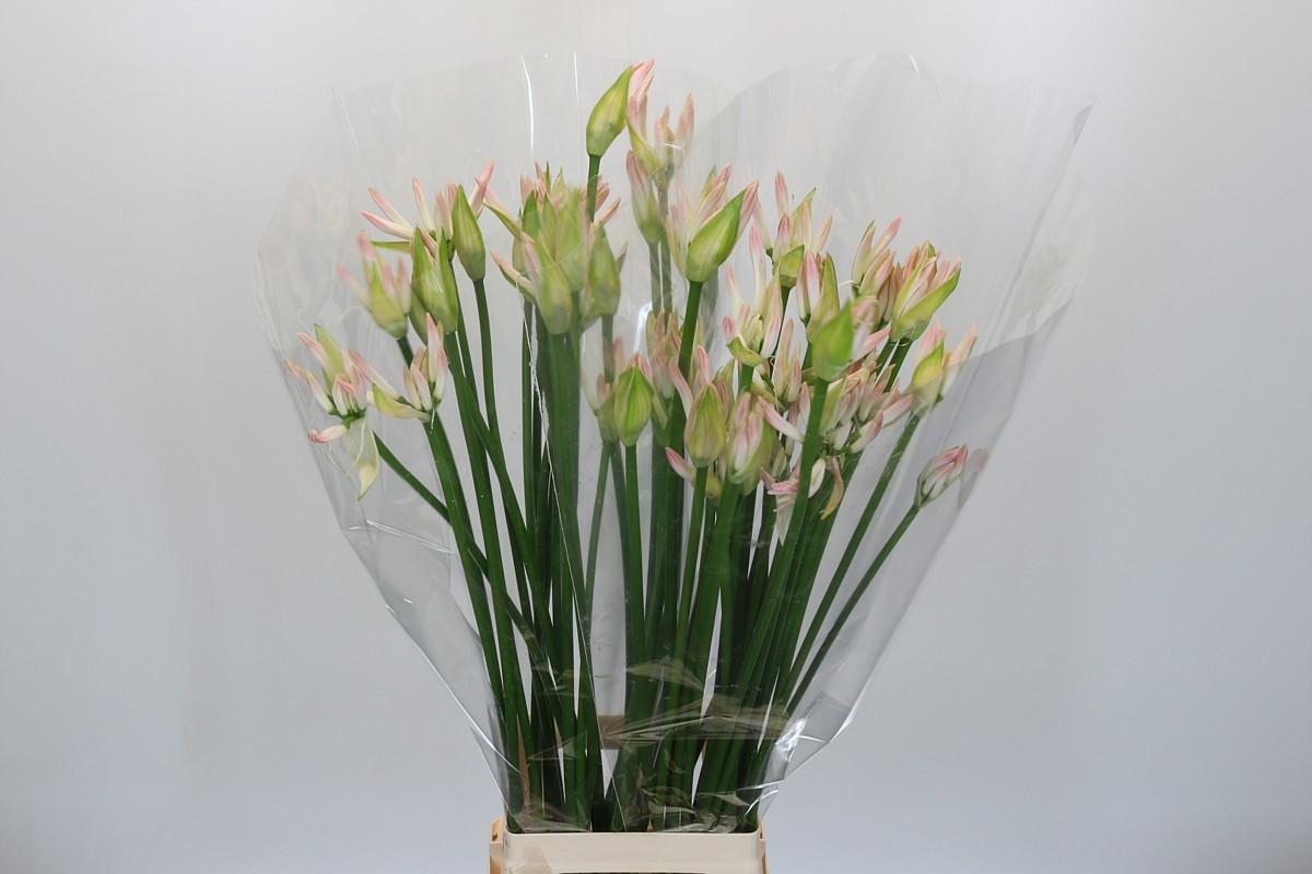 Nerine Bico Bionce 80cm