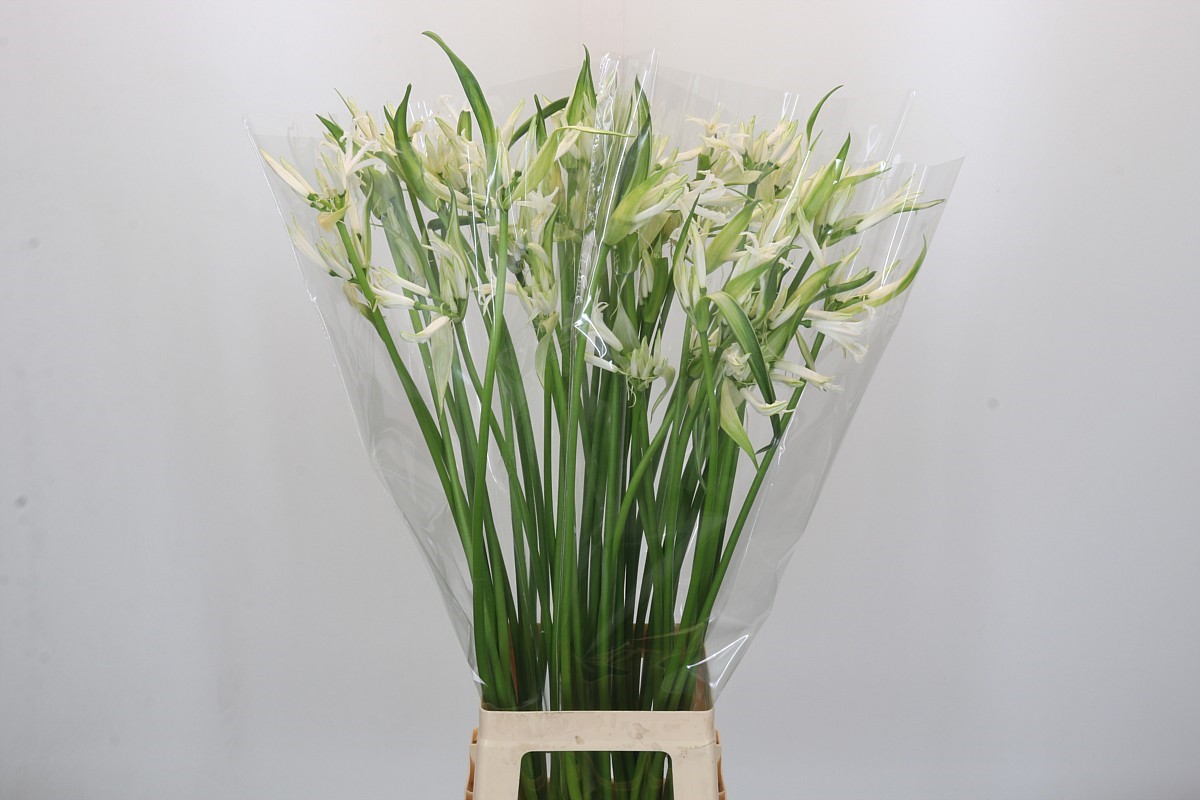 Nerine Like A Virgin 80cm