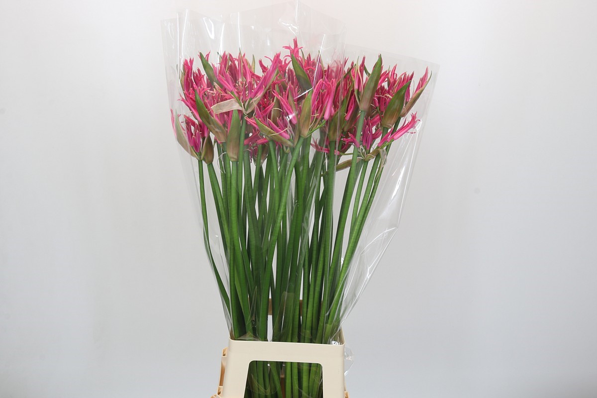 Ne Bo El Pink Spunky 90cm