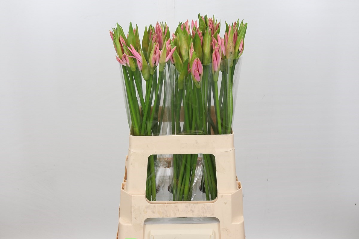 Nerine Vesta K 60cm
