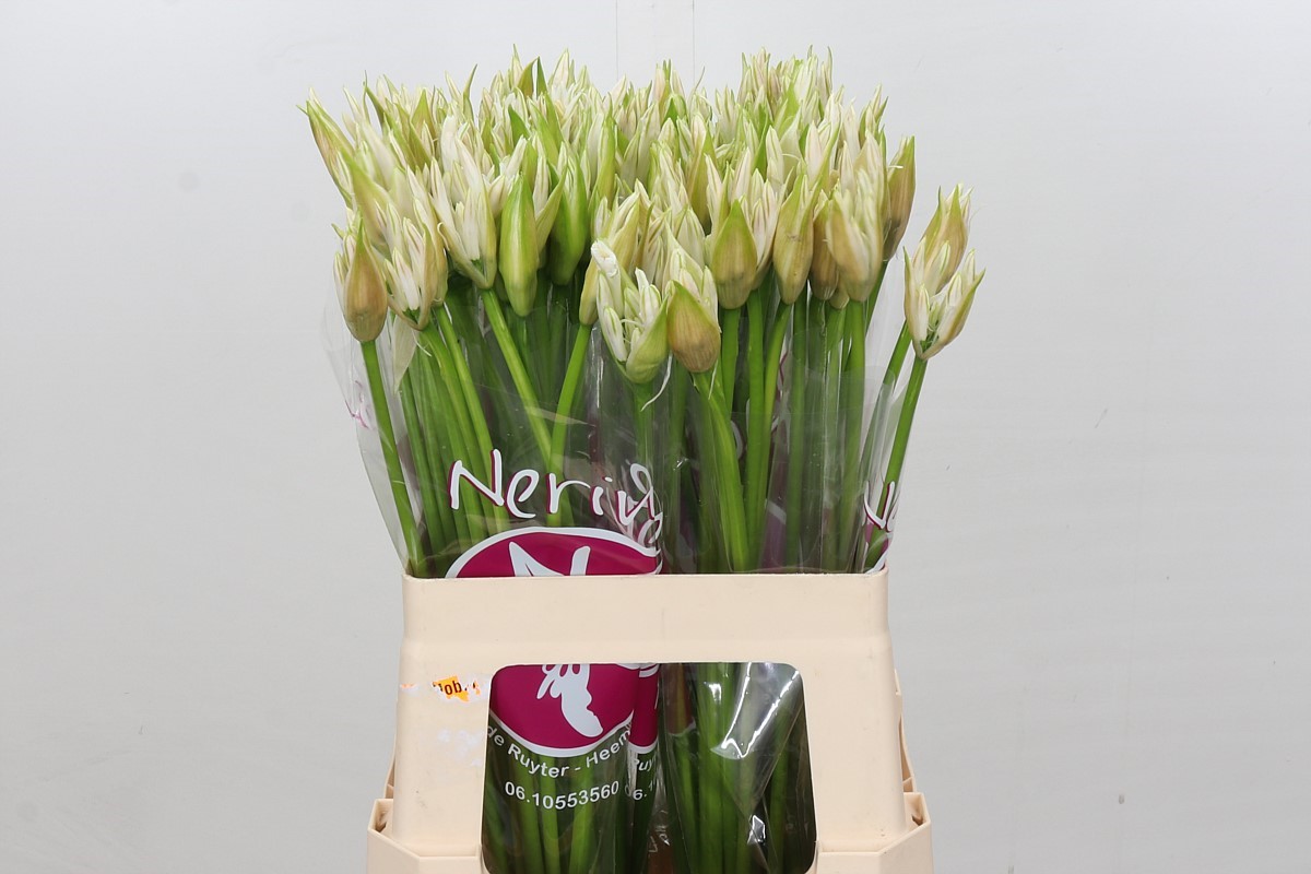 Nerine Bianca Perla 60cm