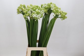 Ornithogalum Arabicum 80cm