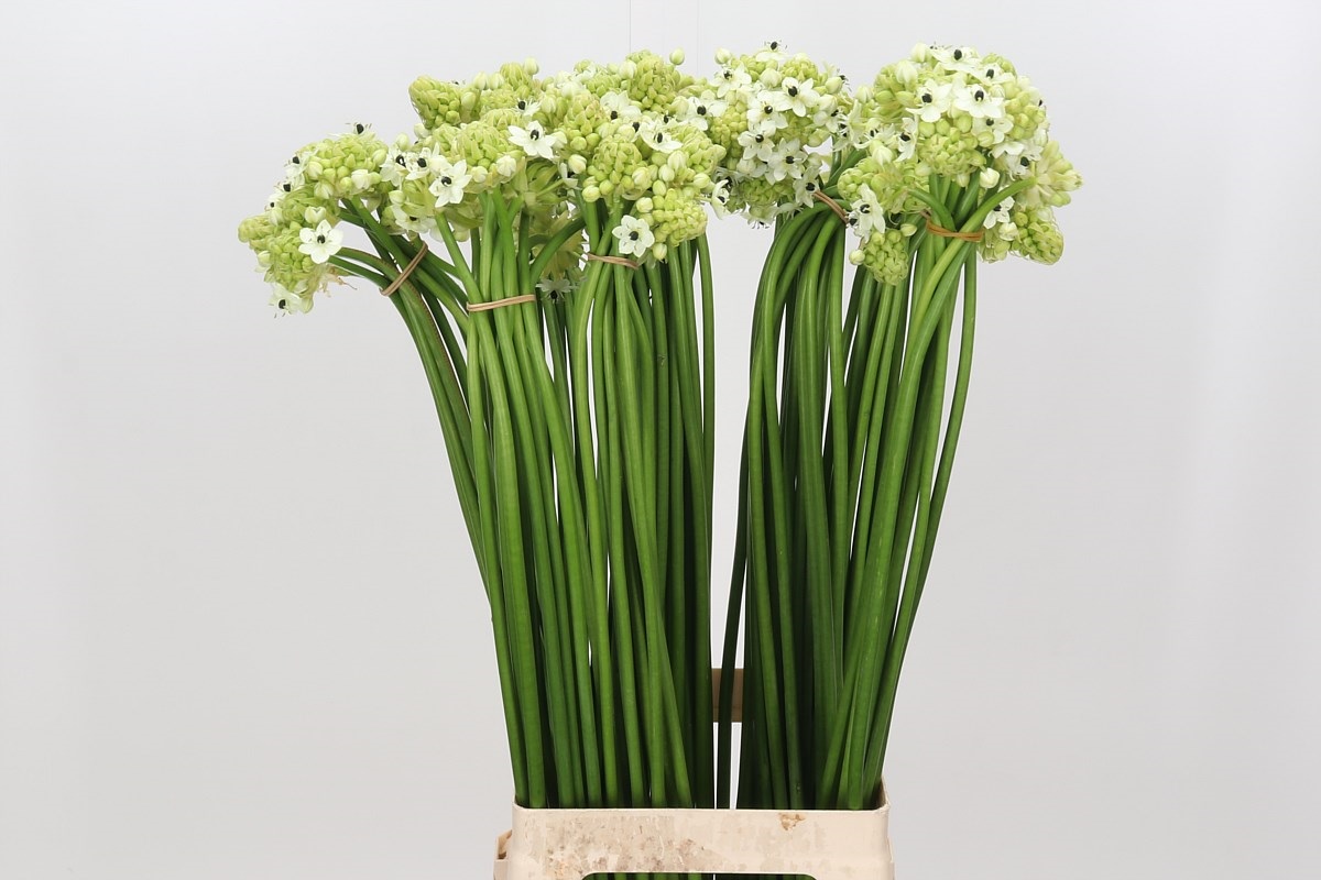 Ornithogalum Arabicum 70cm