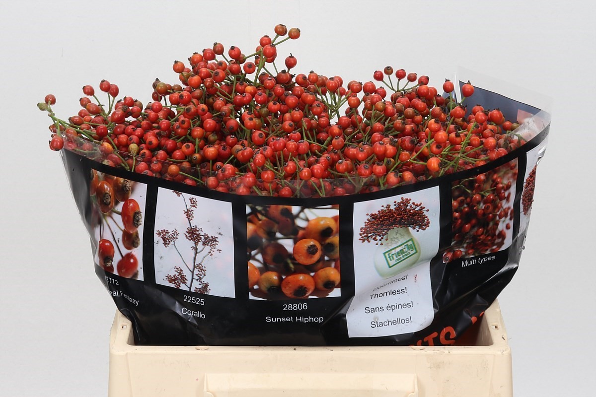 Rosa Aut Rosefruits 35cm