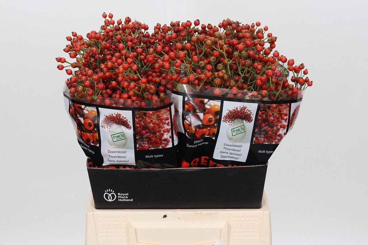 Rosa Aut Rosefruits 45cm