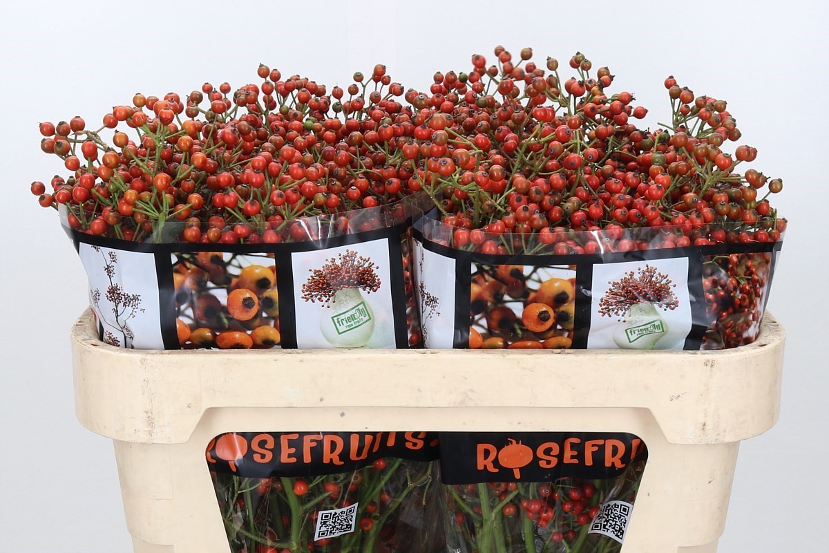 Rosa Aut Rosefruits 70cm