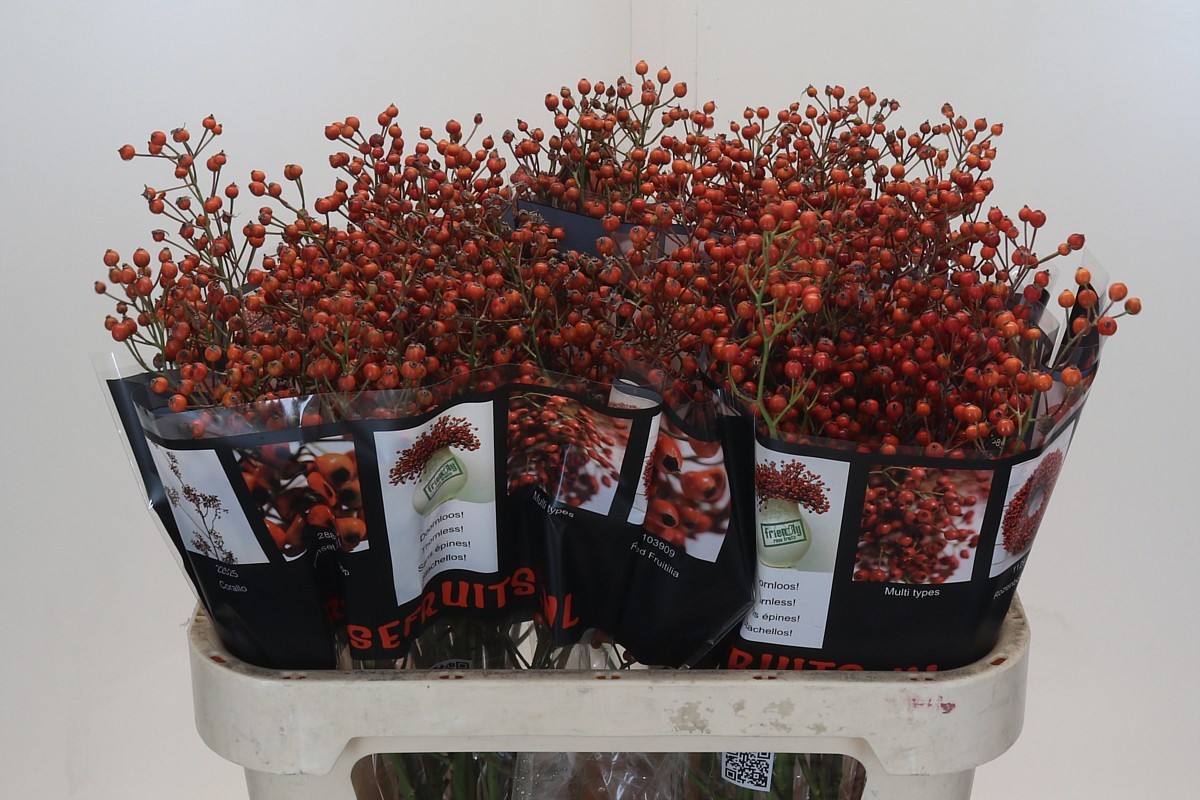 Rosa Aut Rosefruits 80cm