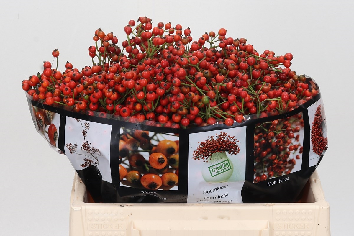 Rosa Aut Rosefruits 35cm