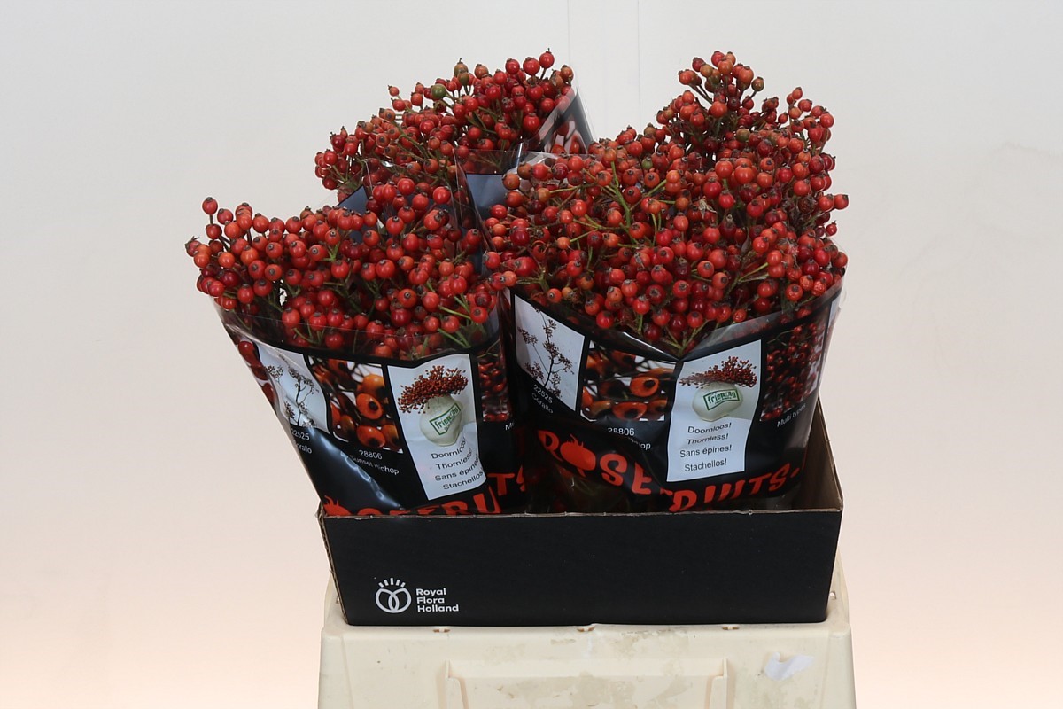 Rosa Aut Rosefruits 45cm