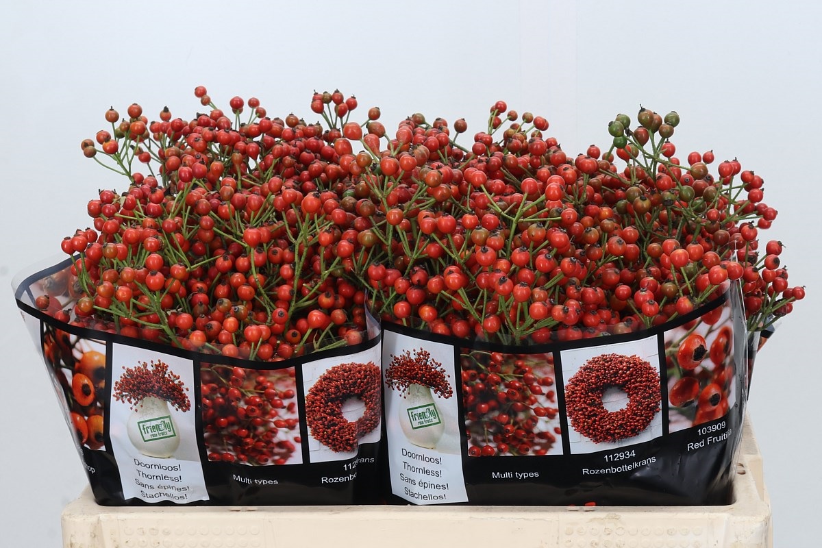 Rosa Aut Rosefruits 50cm
