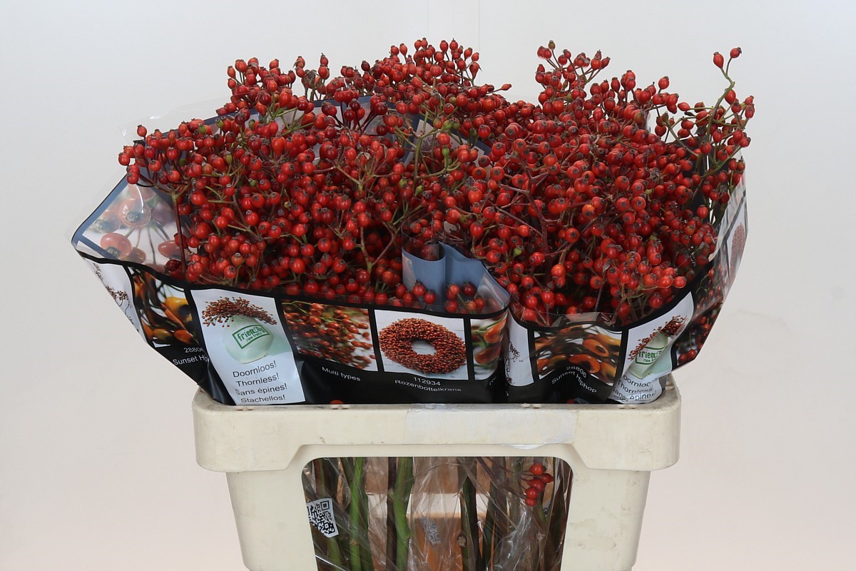 Rosa Aut Rosefruits 60cm