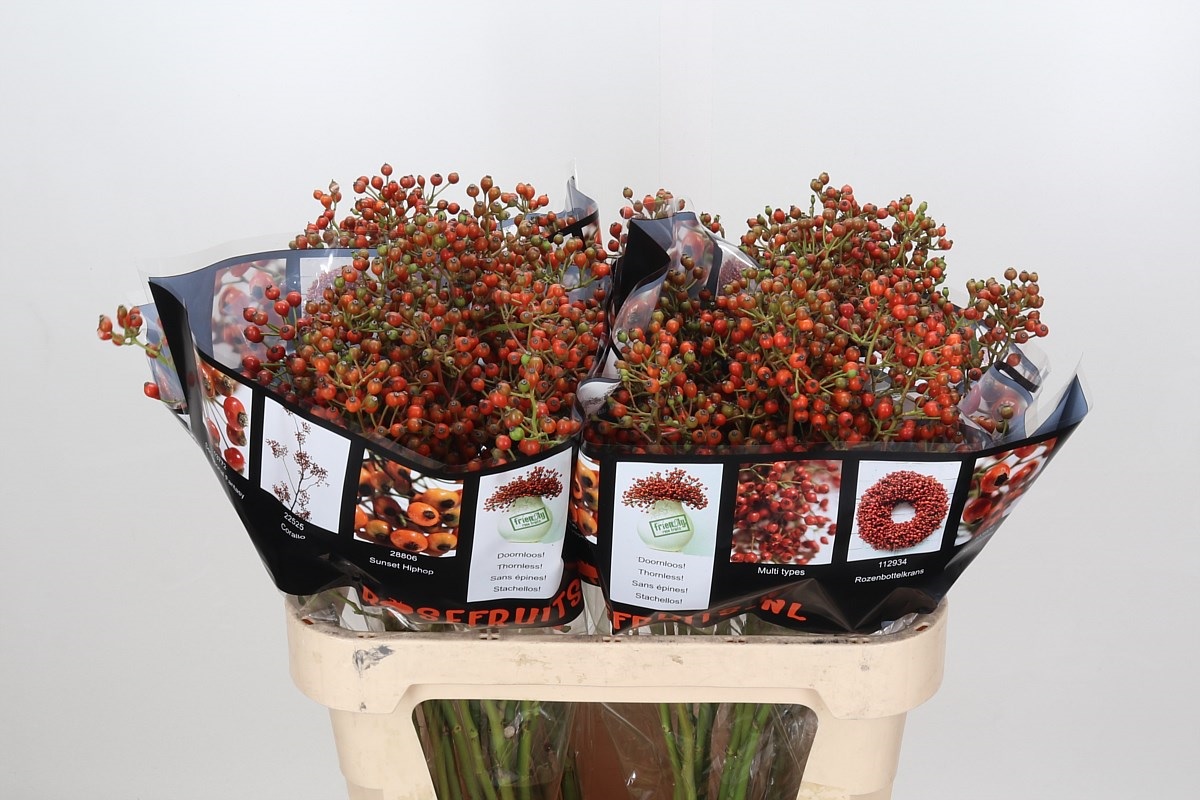 Rosa Aut Rosefruits 80cm