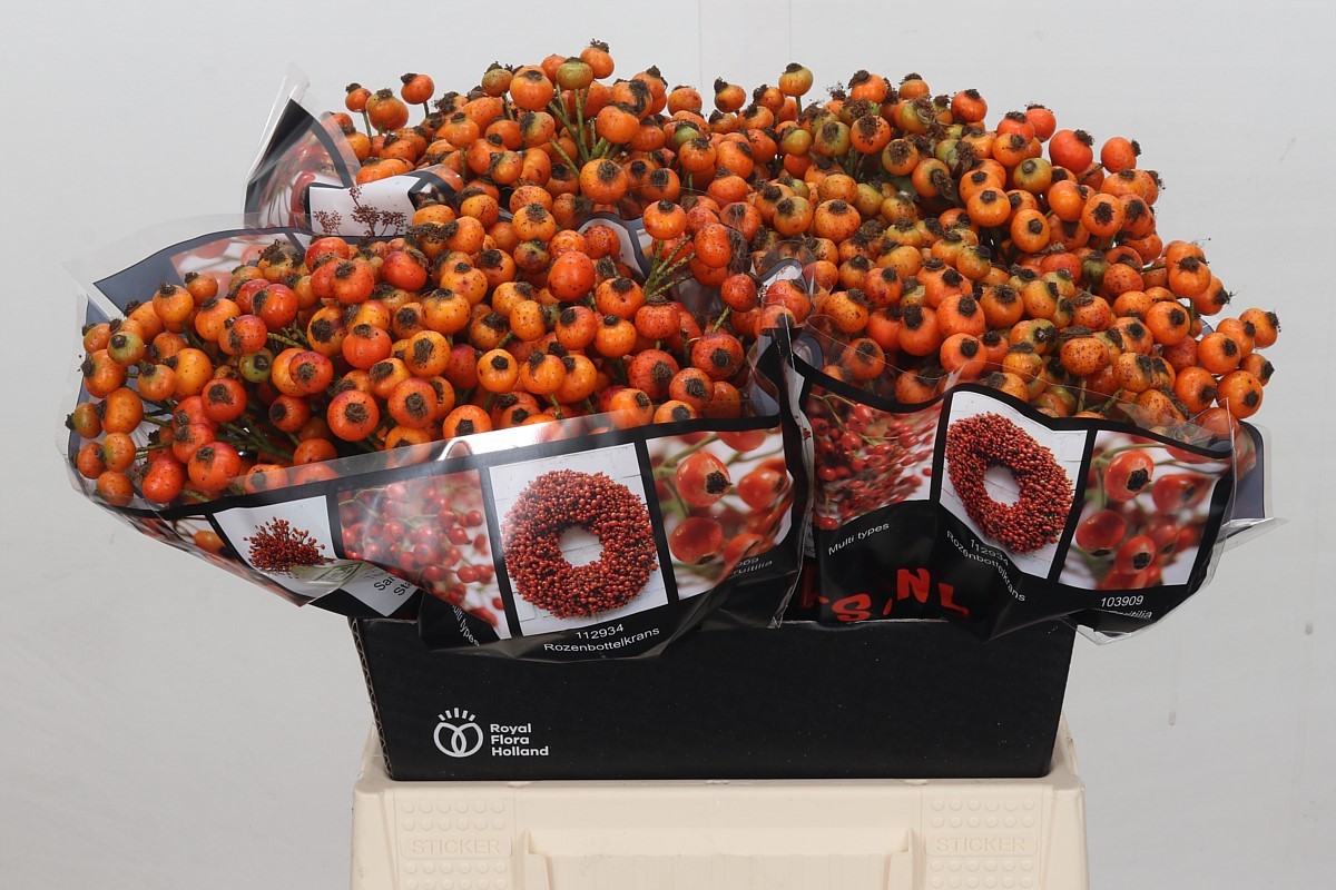 Rosa Hiphop Sunset 40cm