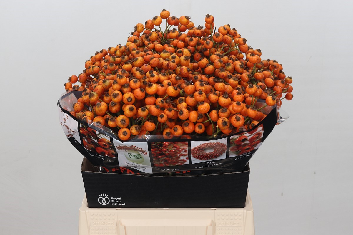 Rosa Hiphop Sunset 45cm 40gram