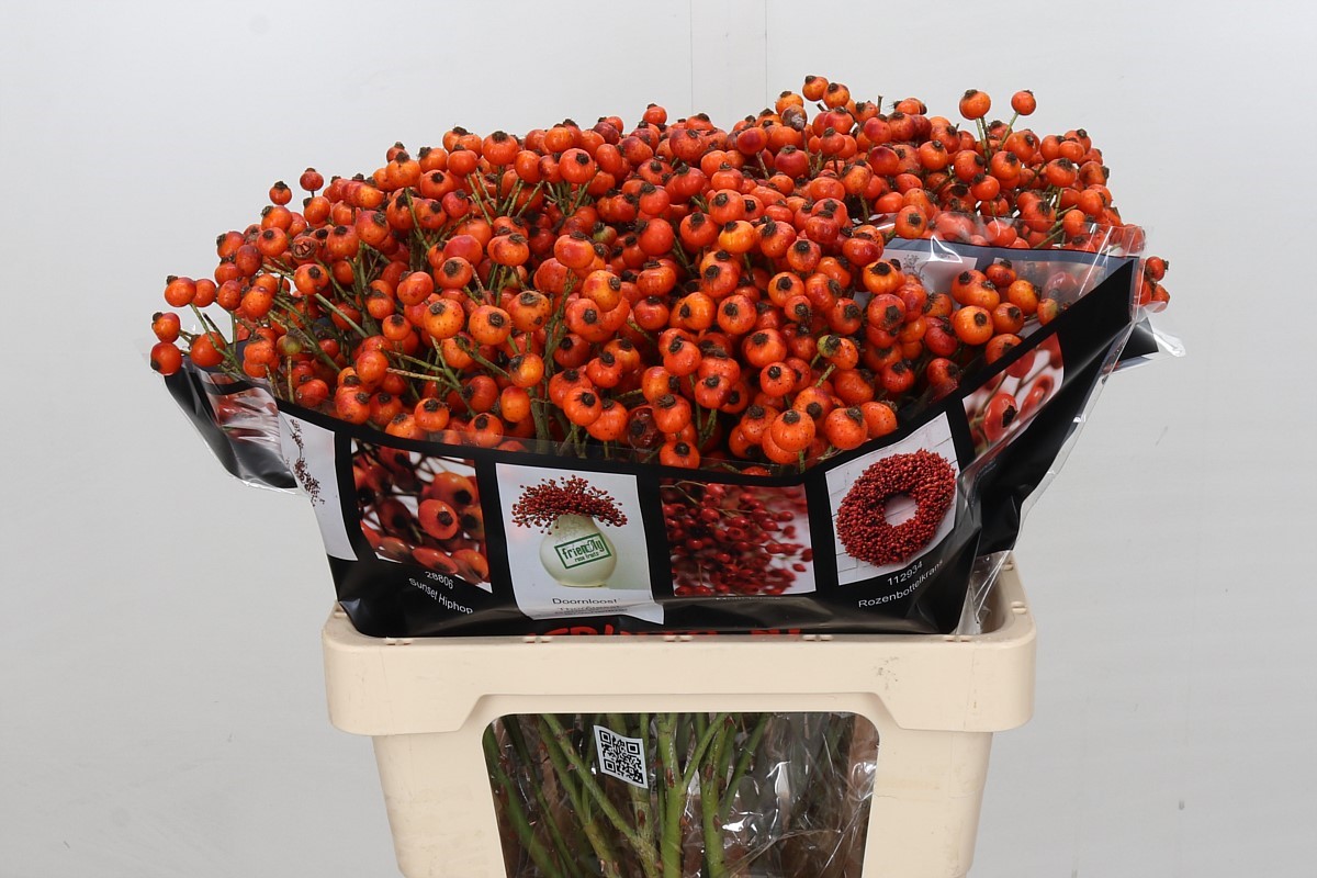 Rosa Hiphop Sunset 60cm 68gram