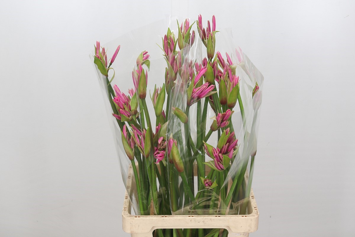 Nerine Amarine Light Pink 70cm
