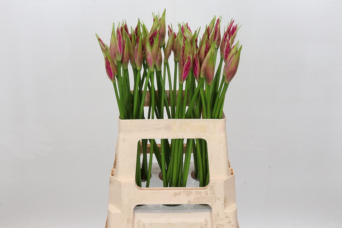 Nerine Favoriet 60cm