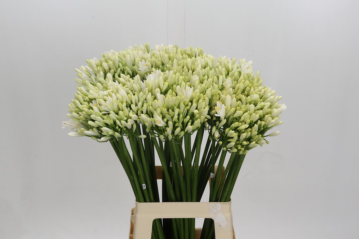 Agapanthus Gletsjer 70cm