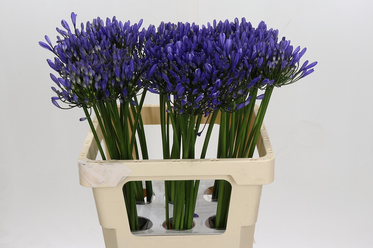 Agapanthus Uri 60cm