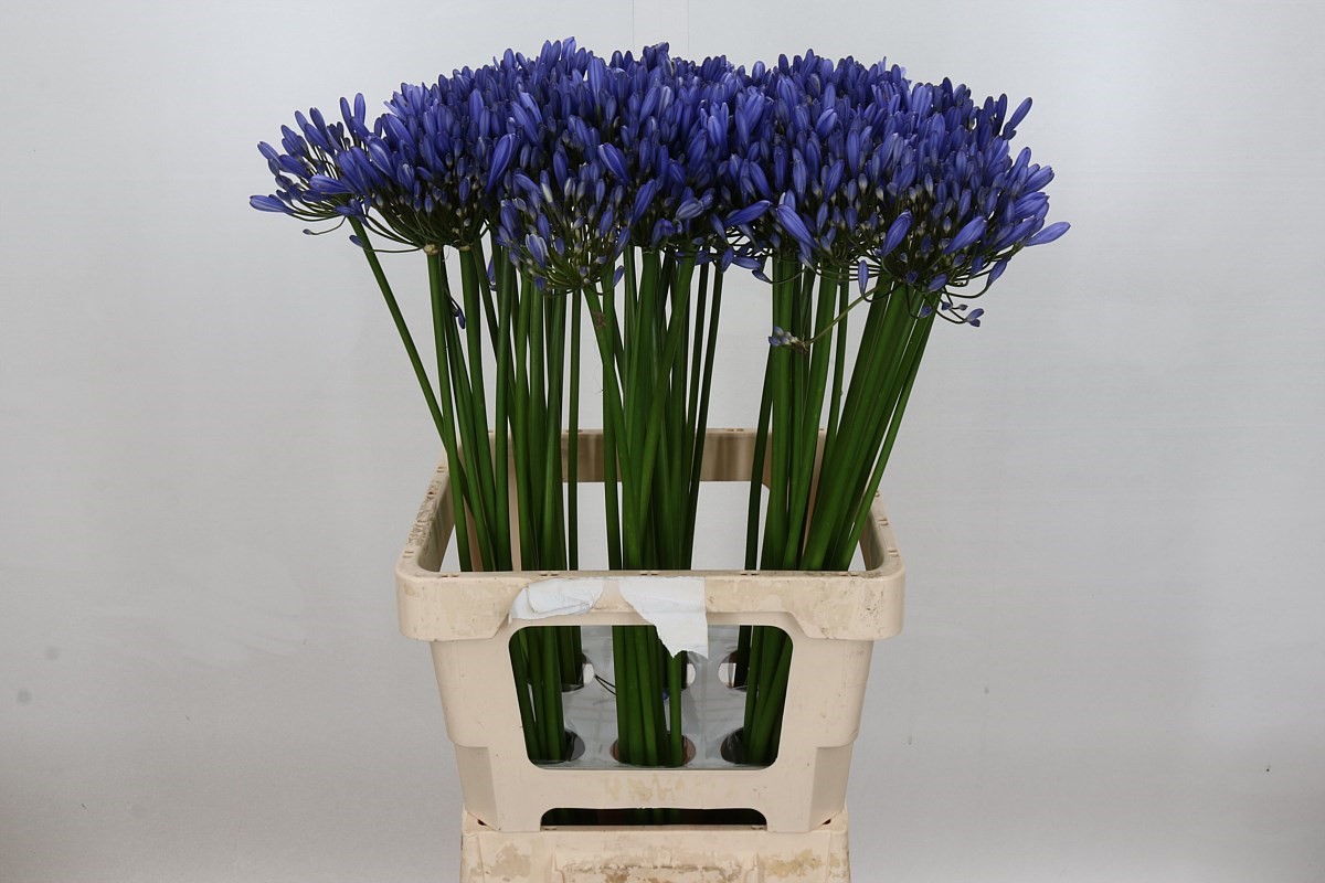 Agapanthus Uri 70cm