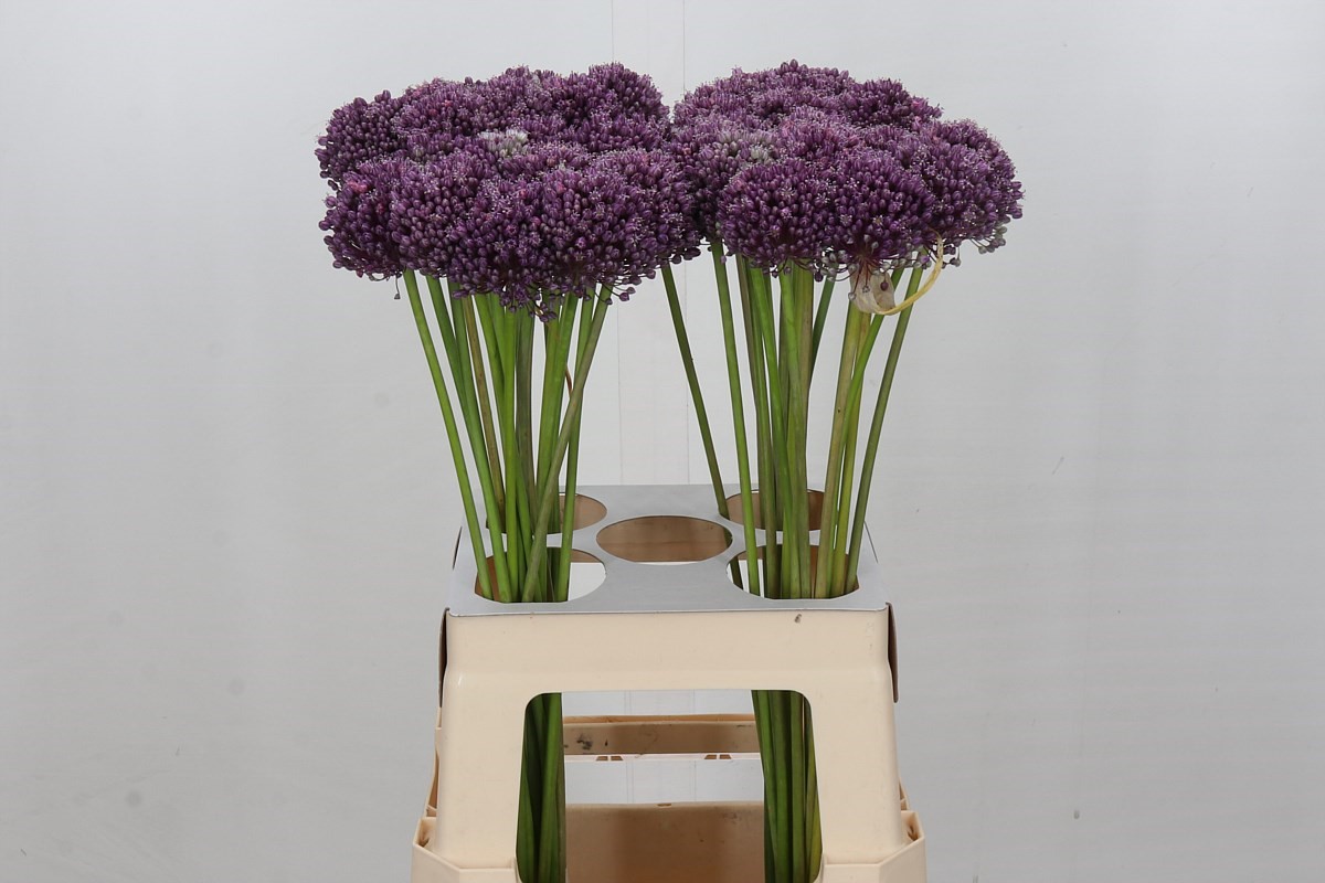 Allium Mrs Bouquet 60cm