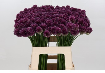 Allium Bullit Purple 60cm