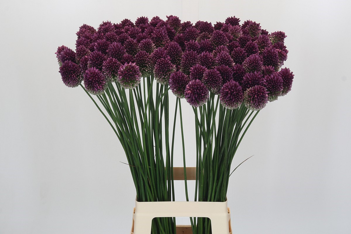 Allium Bullit Purple 80cm