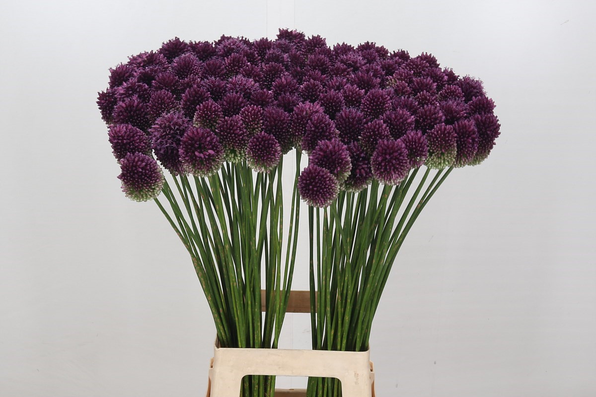 Allium Bullit Purple 80cm