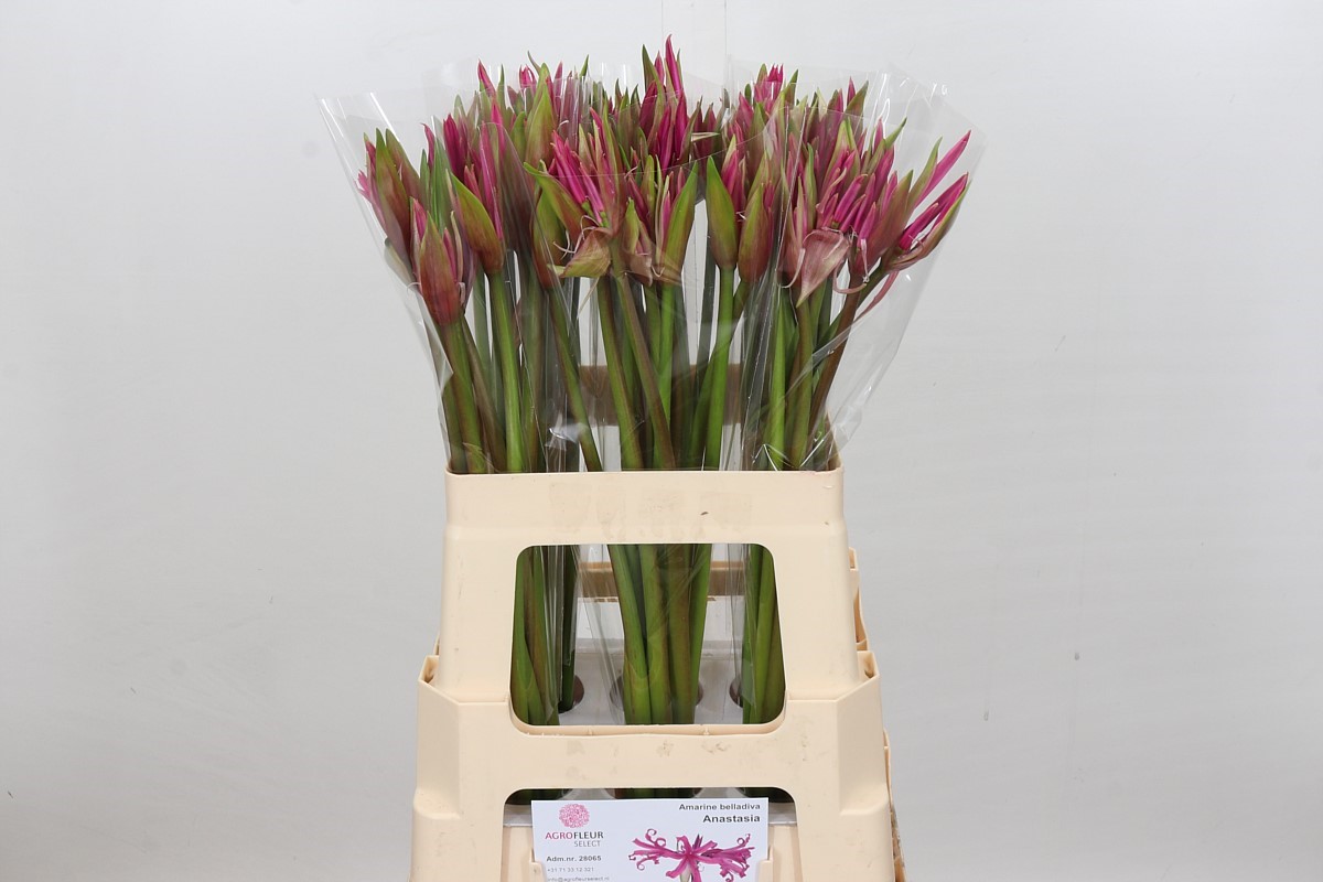 Nerine Amarine Dark Pink 60cm